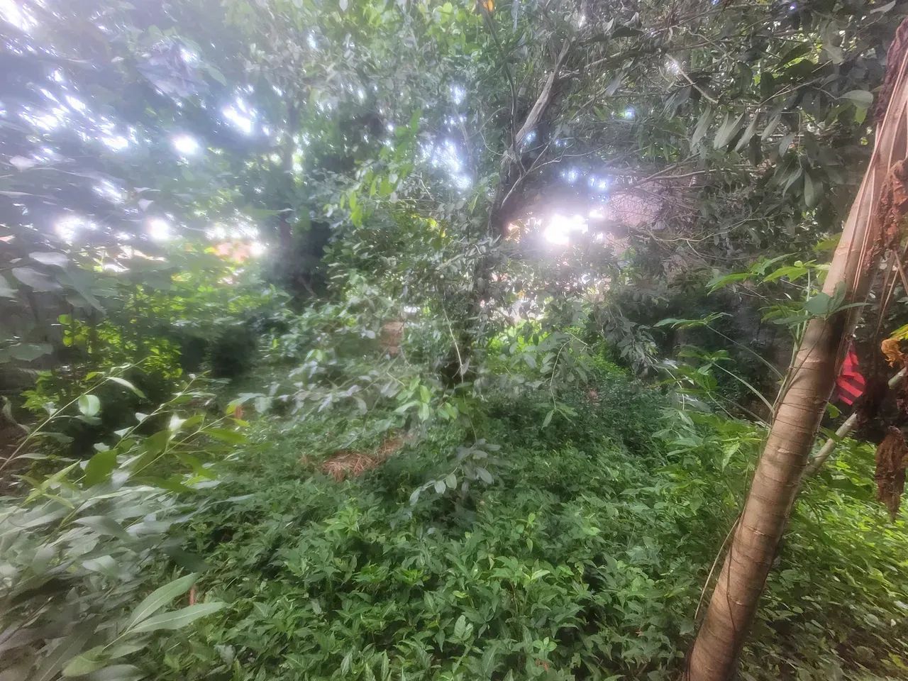 TERRENO À VENDA    Bairro do Guamá - Foto 3