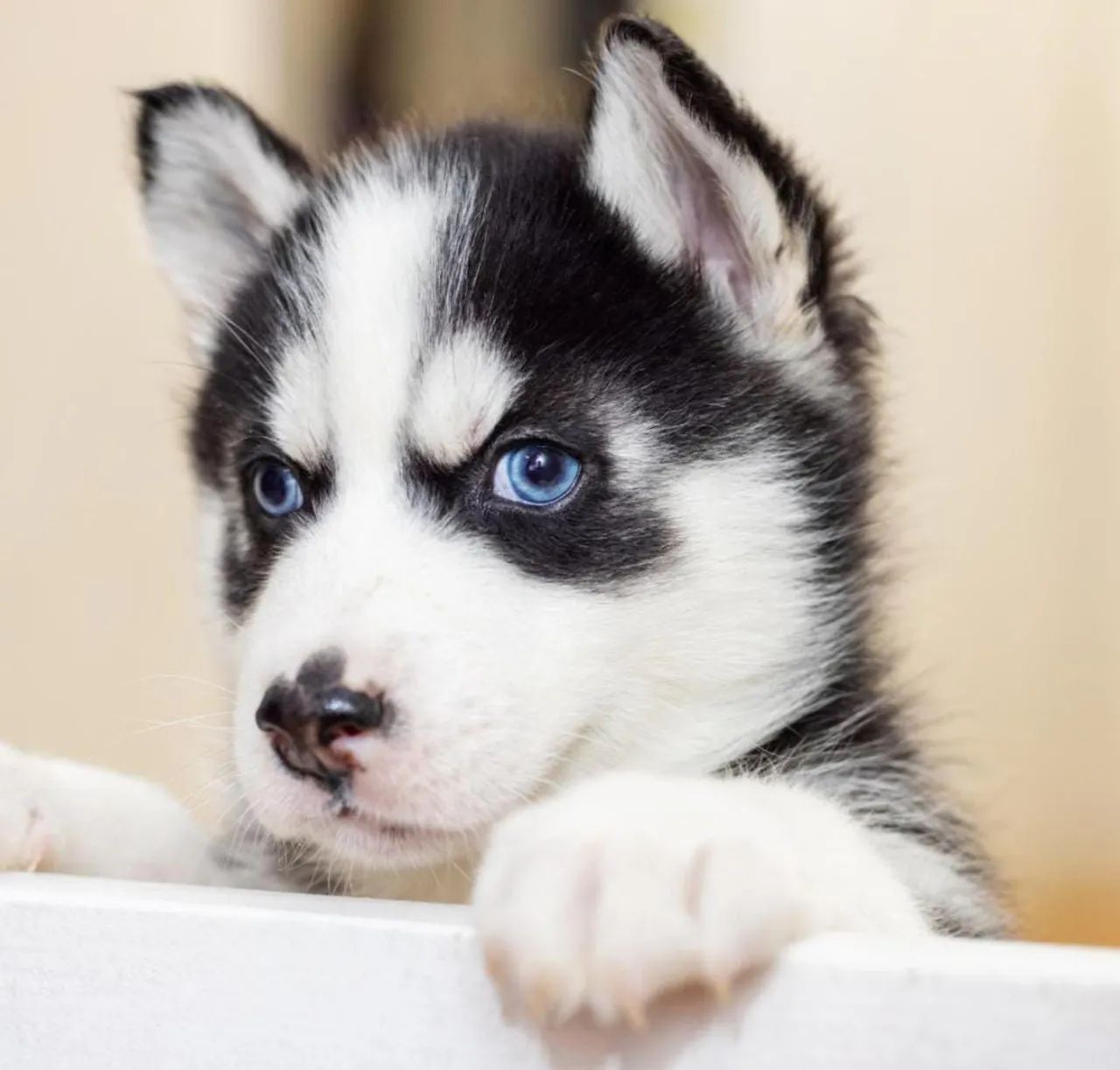 Husky siberiano 