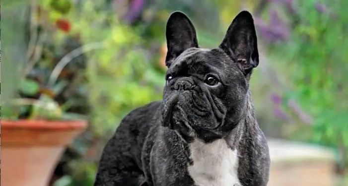 Buldogue francês  - Foto 4