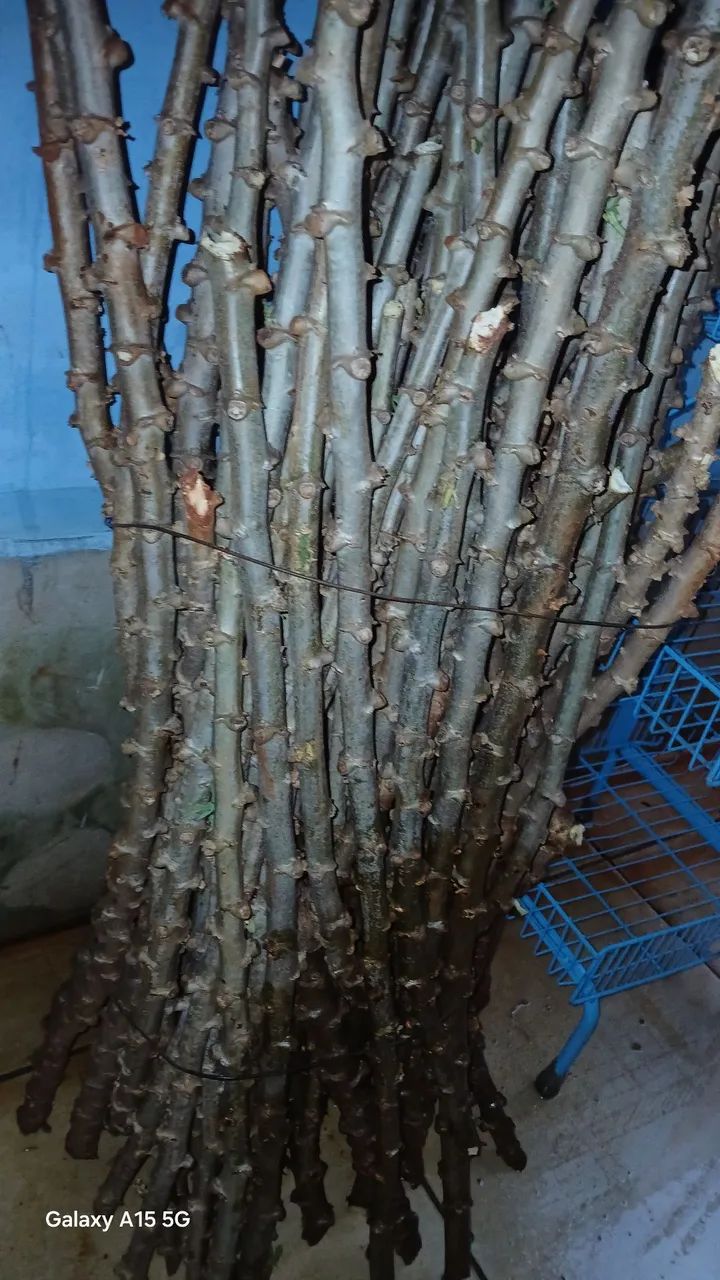 Vendo se semente de mandioca 