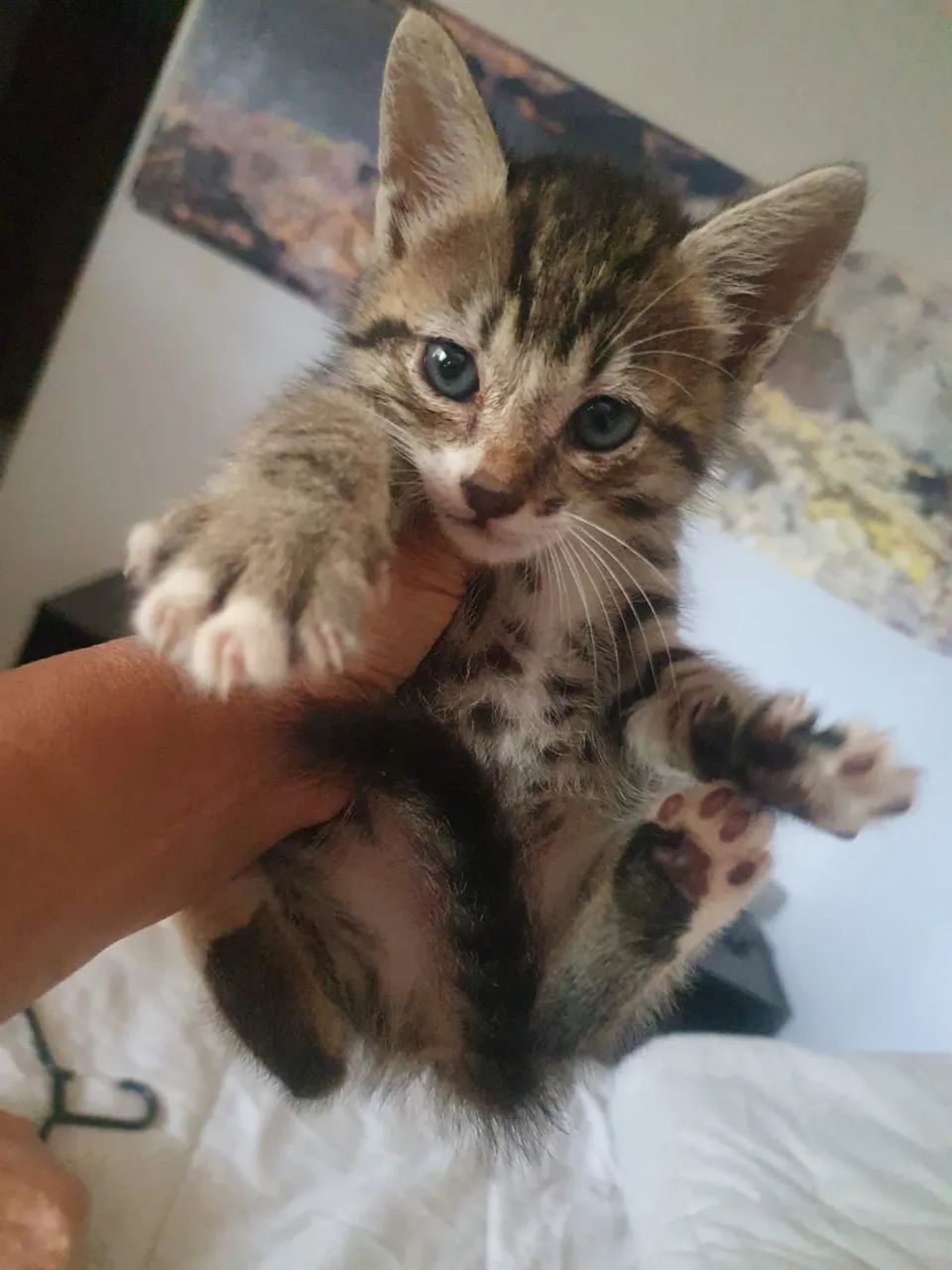 Filhotes de gato  - Foto 2