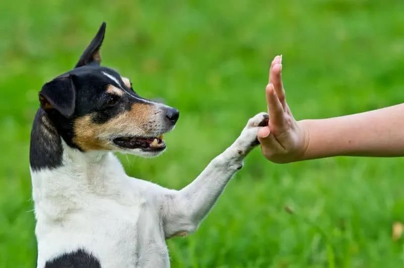 Adestramento de cães Sorocaba