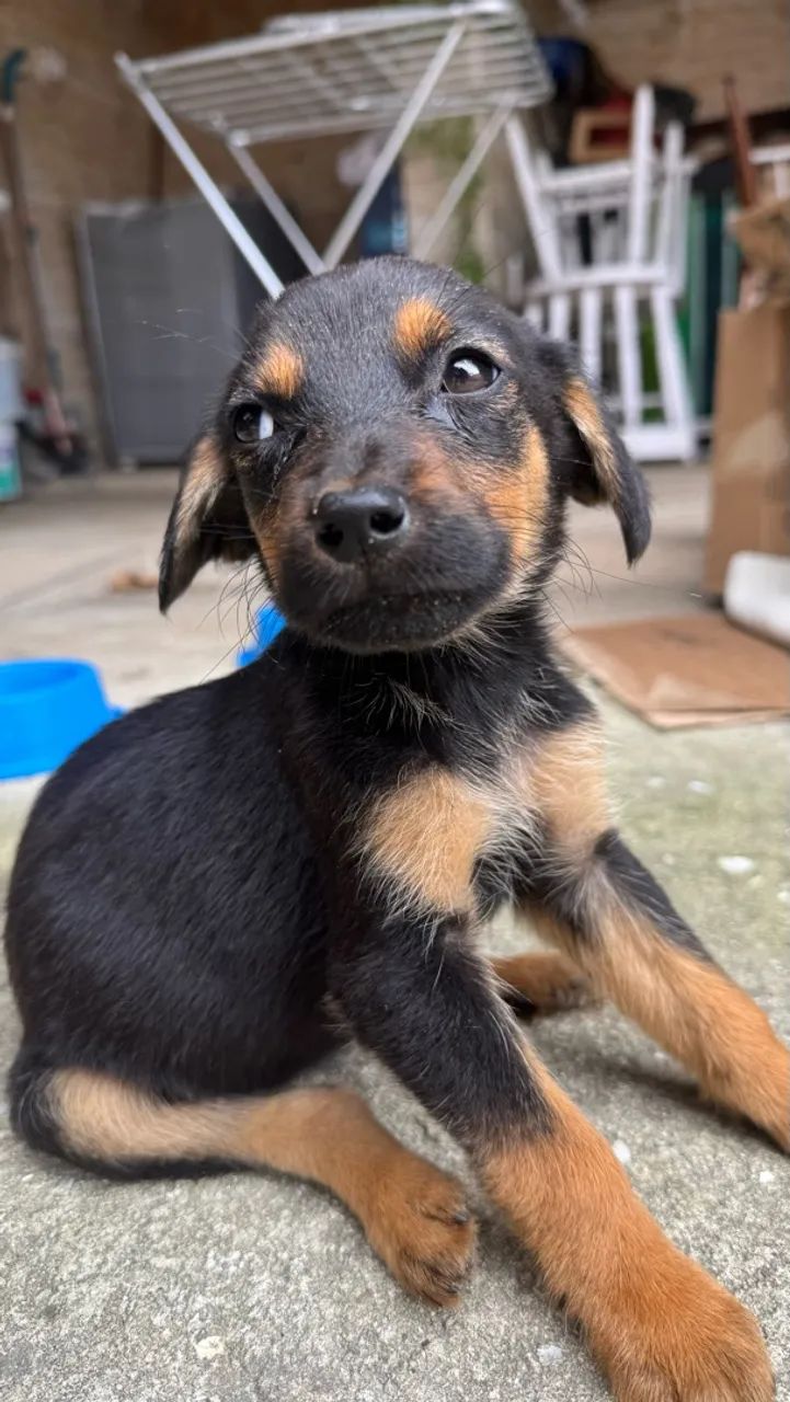 Cachorrinho pra adoção 