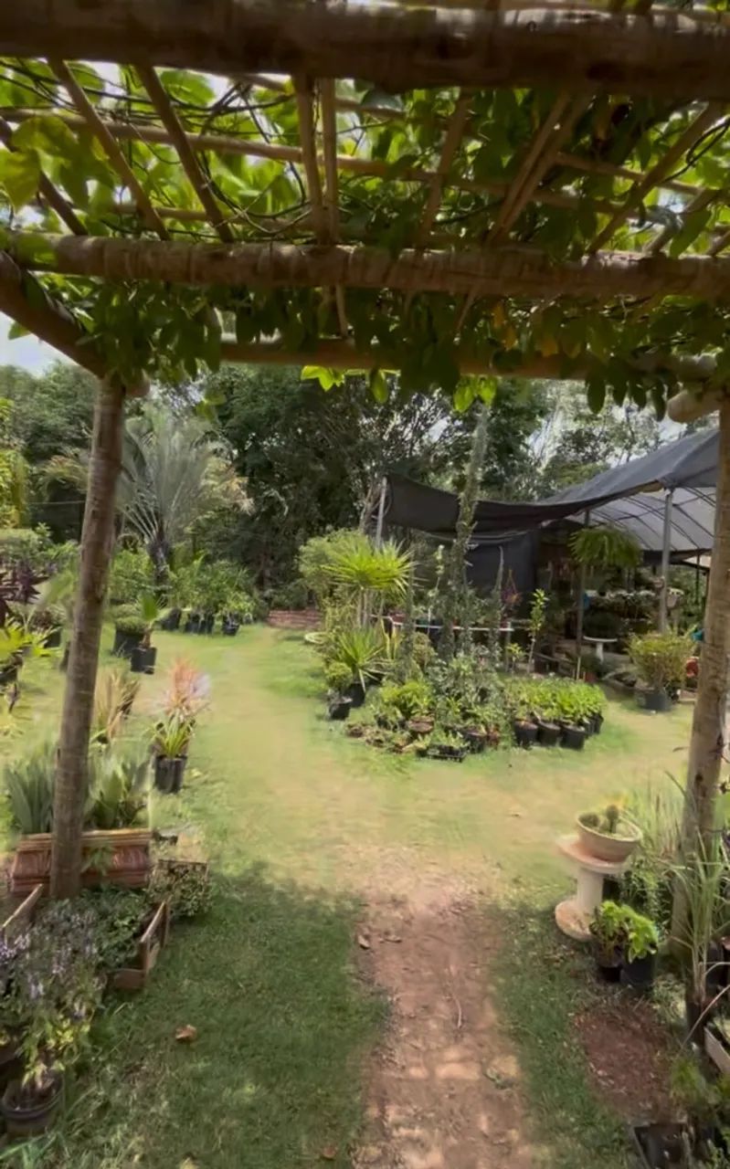 Vende-se viveiro de plantas  - Foto 5