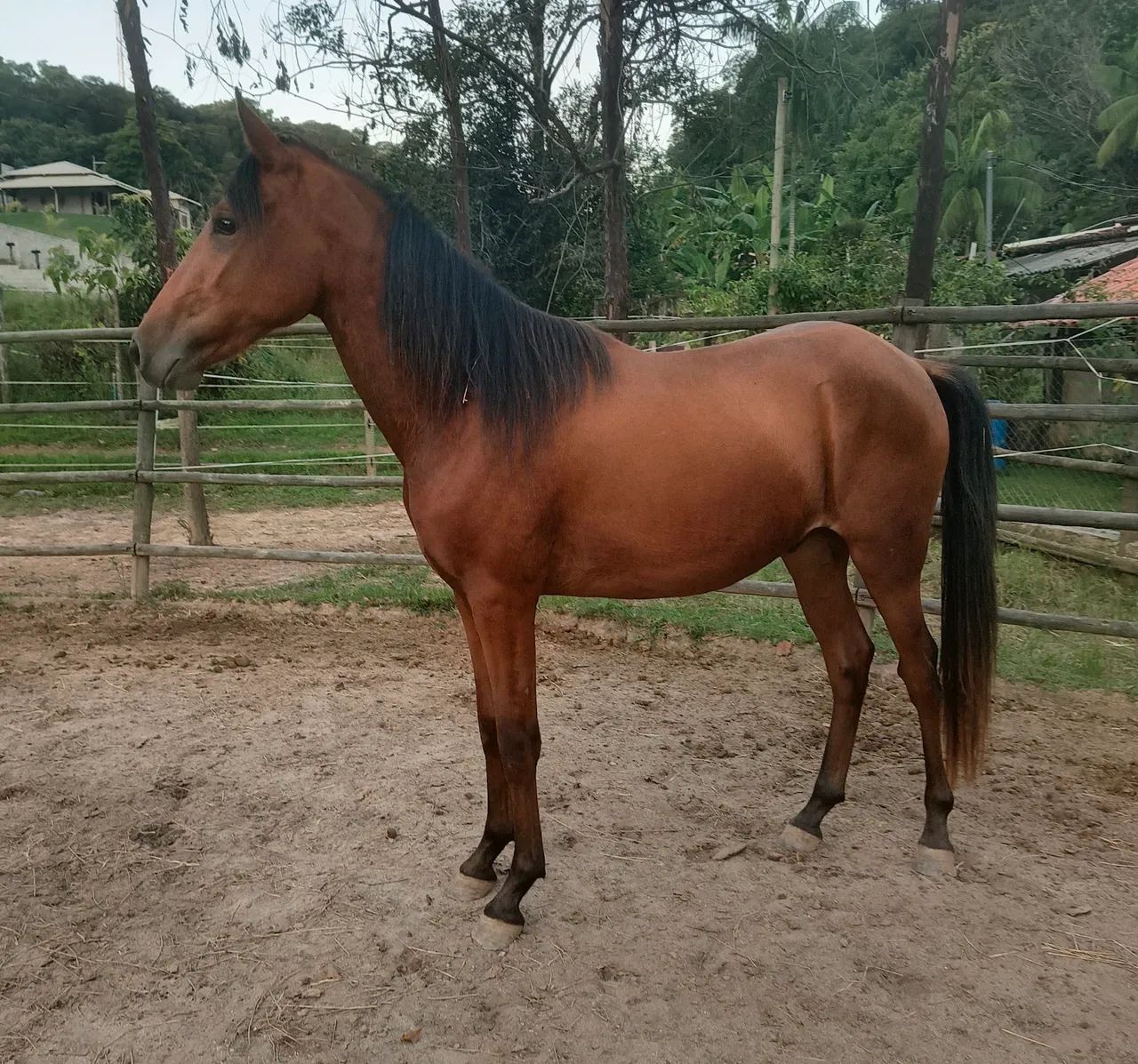 Cavalo novo, potro - Foto 3