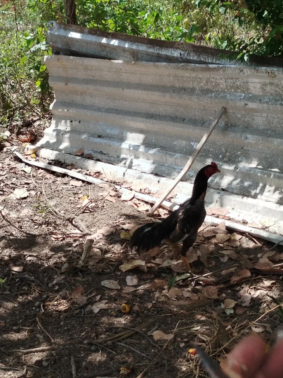 Galos 