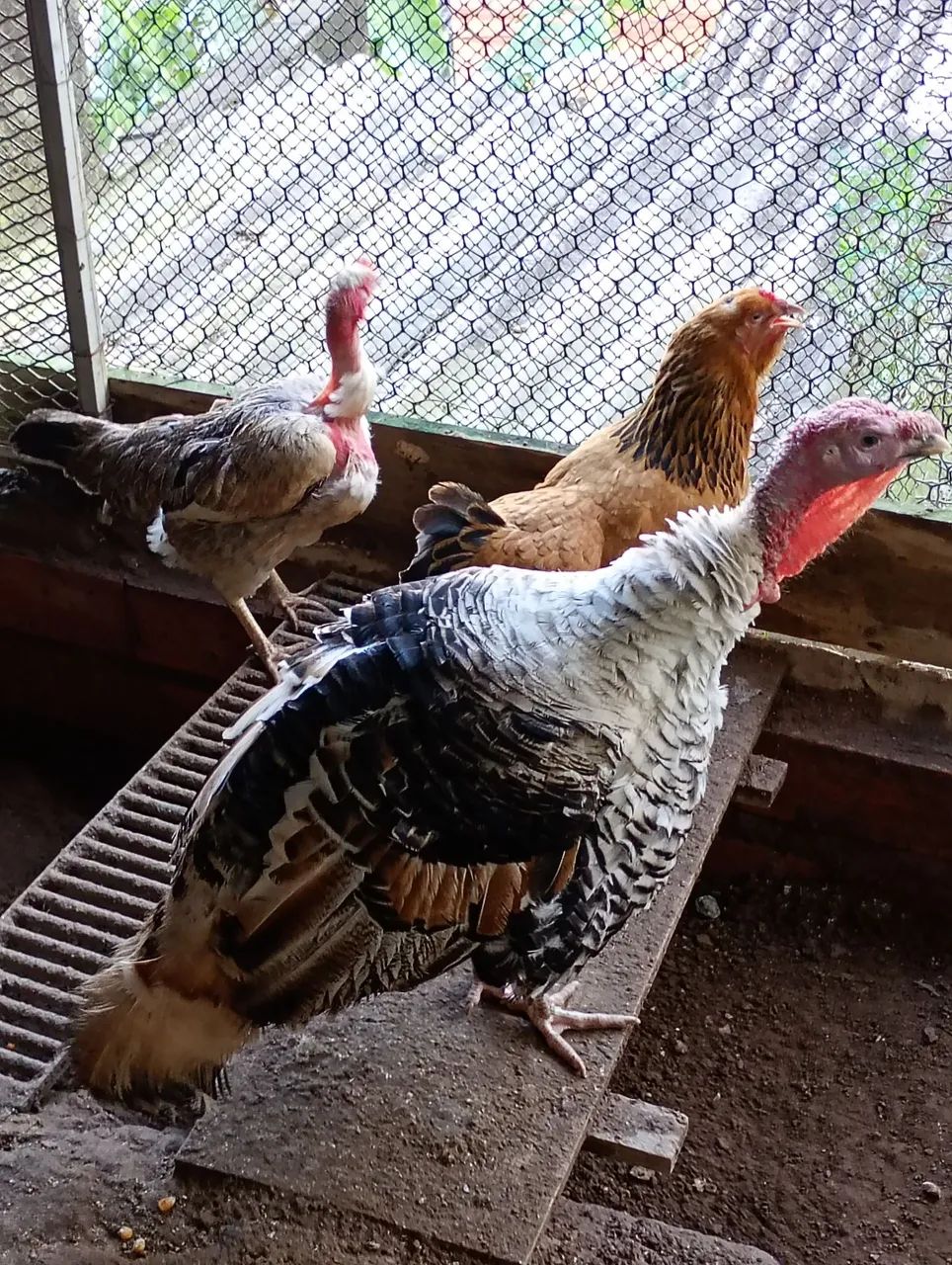 Galinhas e galo - Foto 2
