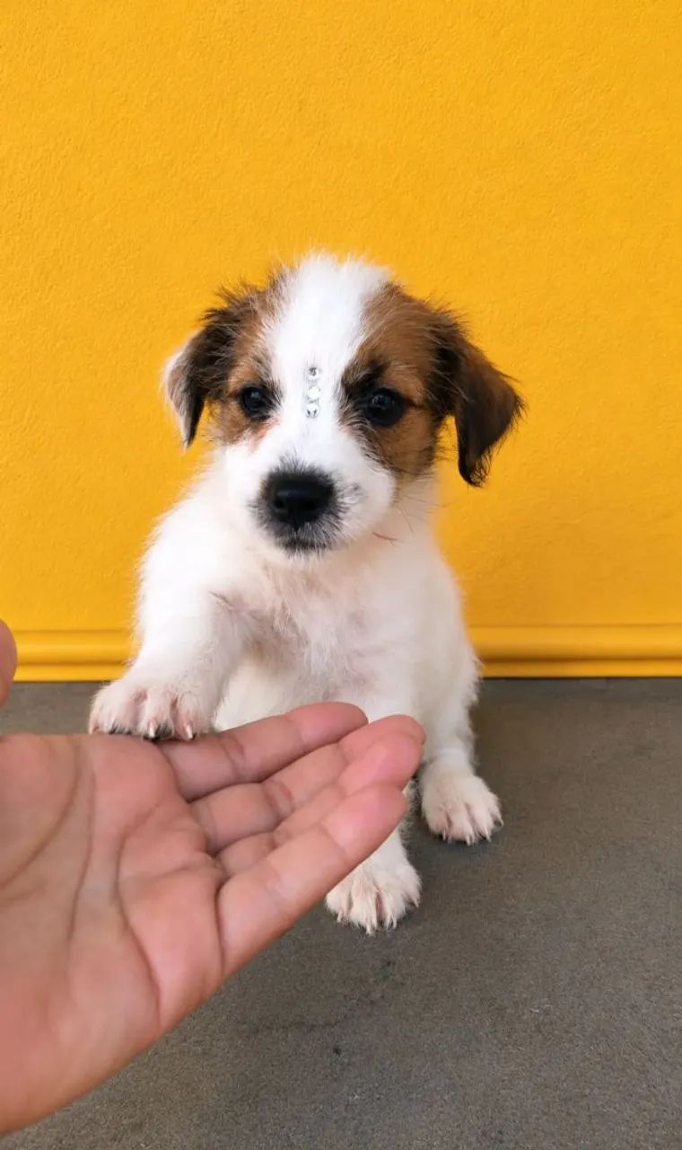Jack Russell Terrier  - Foto 2