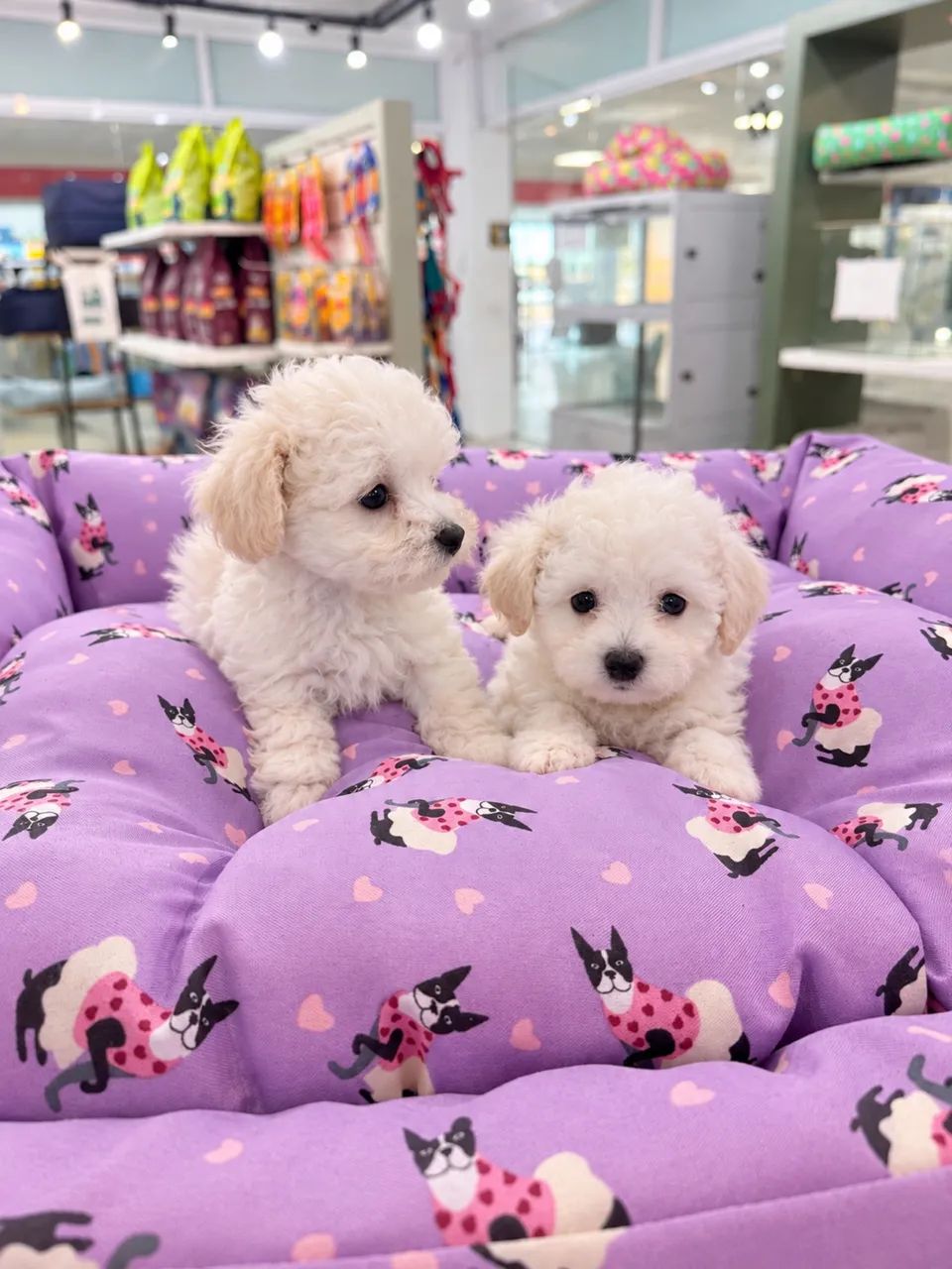Poodle Microtoy filhote