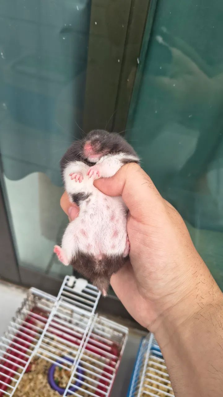 Hamster sírio - Foto 2
