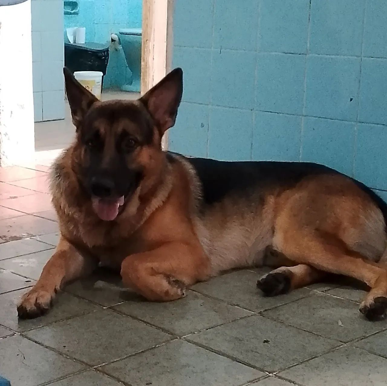 Dog lindos e amáveis  - Foto 3