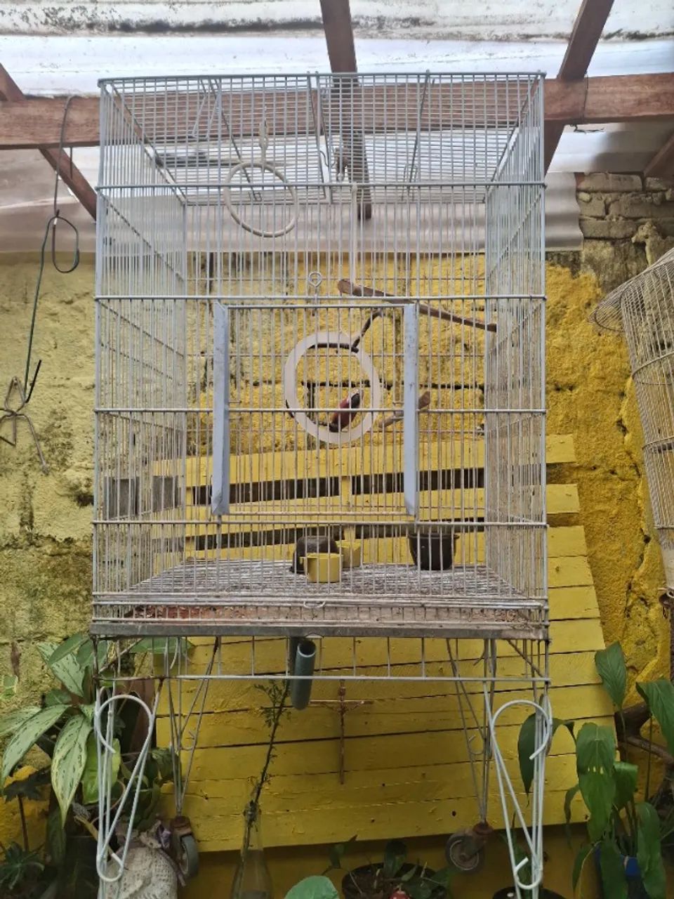 Gaiola 