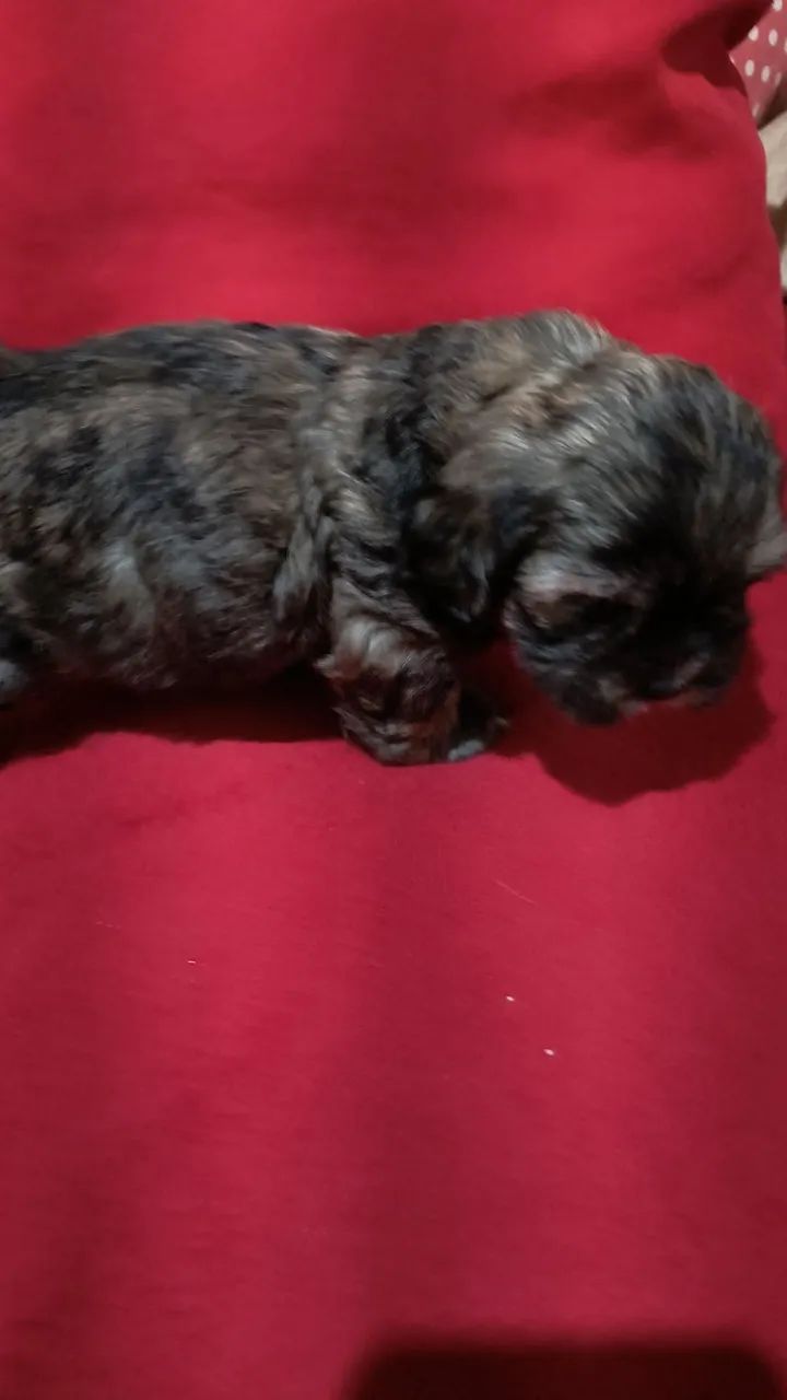 Lhasa macho  - Foto 2