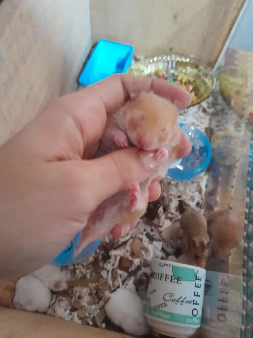 Hamsters e gaiolas  - Foto 4