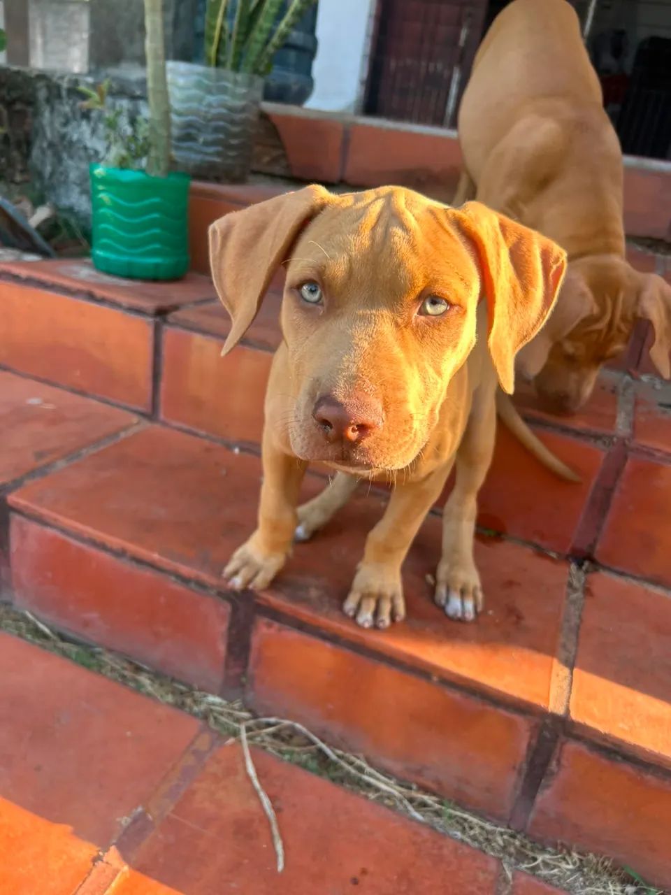 Filhote de Pitmonster com bull terrier - Foto 4