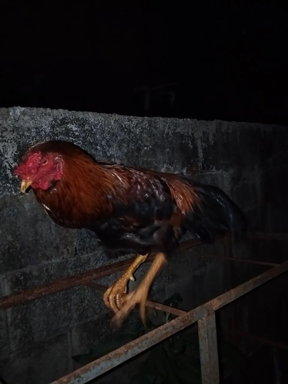 Galo caipira - Foto 4