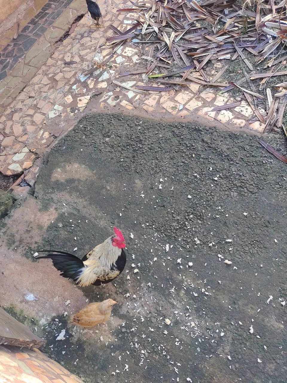 Pintinhos de galinha gigante. - Foto 4