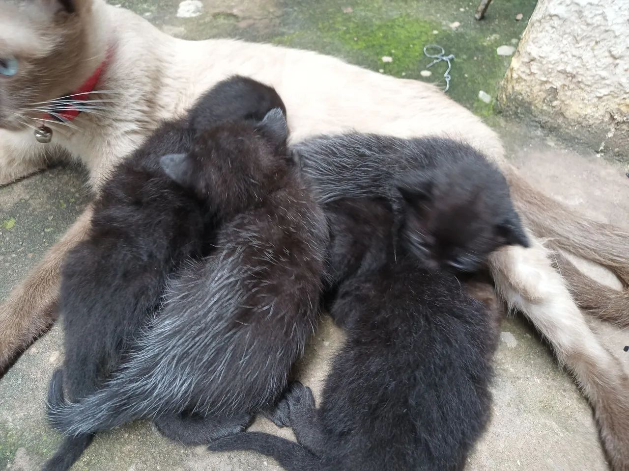 Gatinhos filhotes para doação 