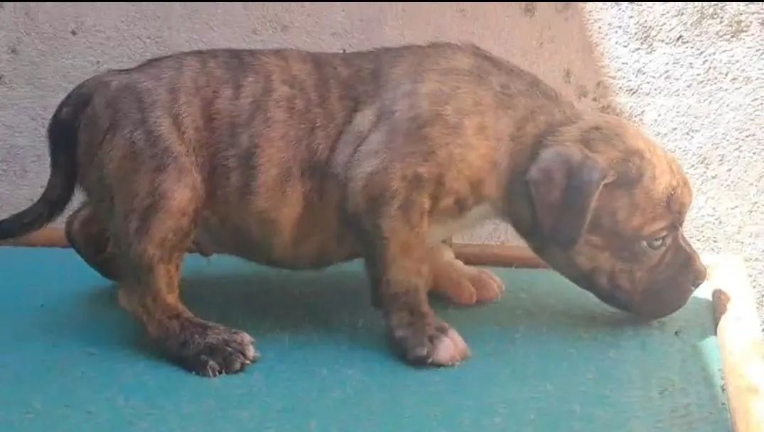 American Bully  - Foto 2