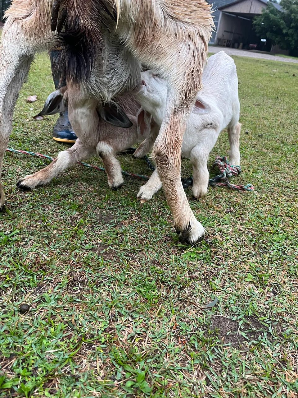 Cabritinhos - Foto 4