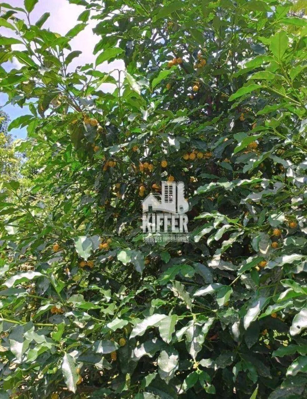 Sítio para alugar, 9945 m² por R$ 8.079,01/mês - Manoel Ribeiro (Ponta Negra) - Maricá/RJ - Foto 12