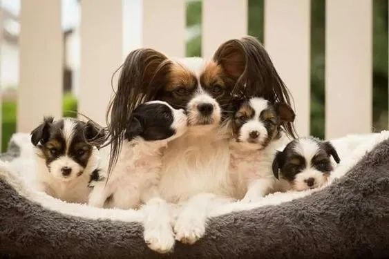 Papillon