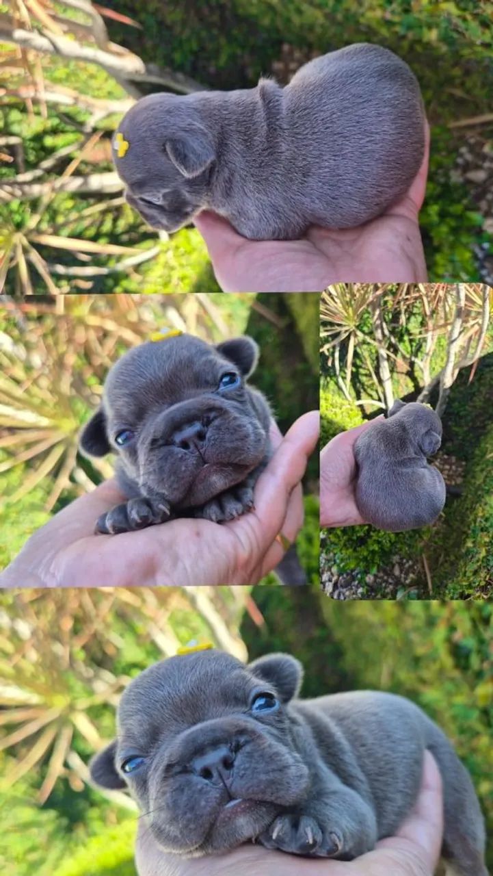 Buldogue Frances - Foto 3