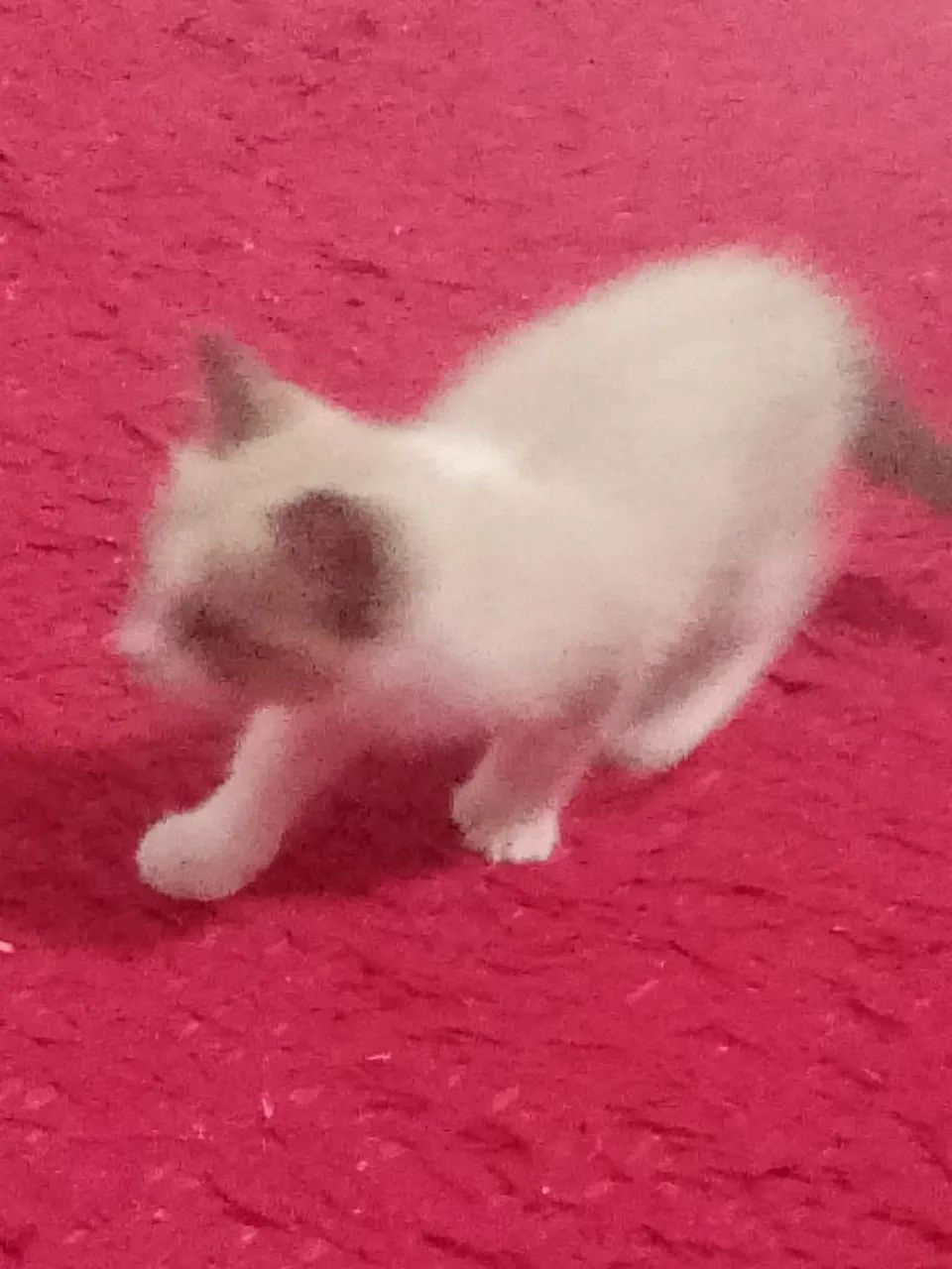 Gatinha - Foto 3