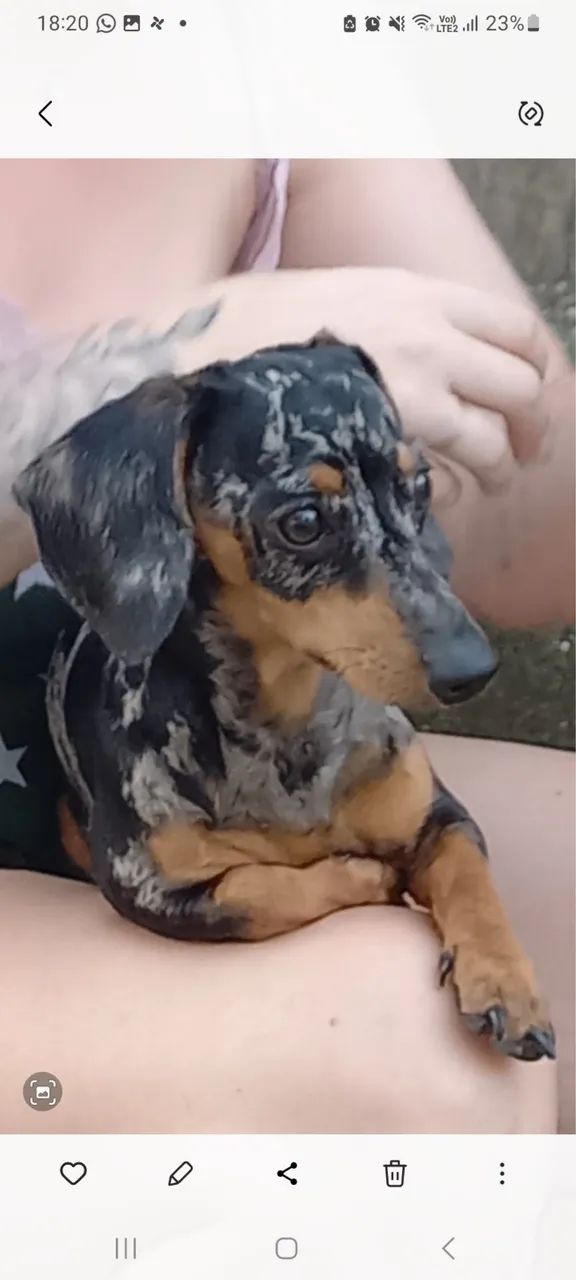 Busco macho de Dachshund para cruzar
