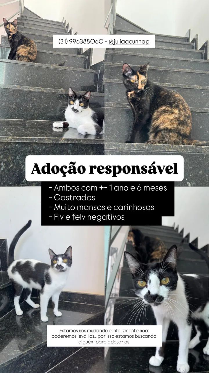 Doação de 2 Gatos - macho e fêmea 
