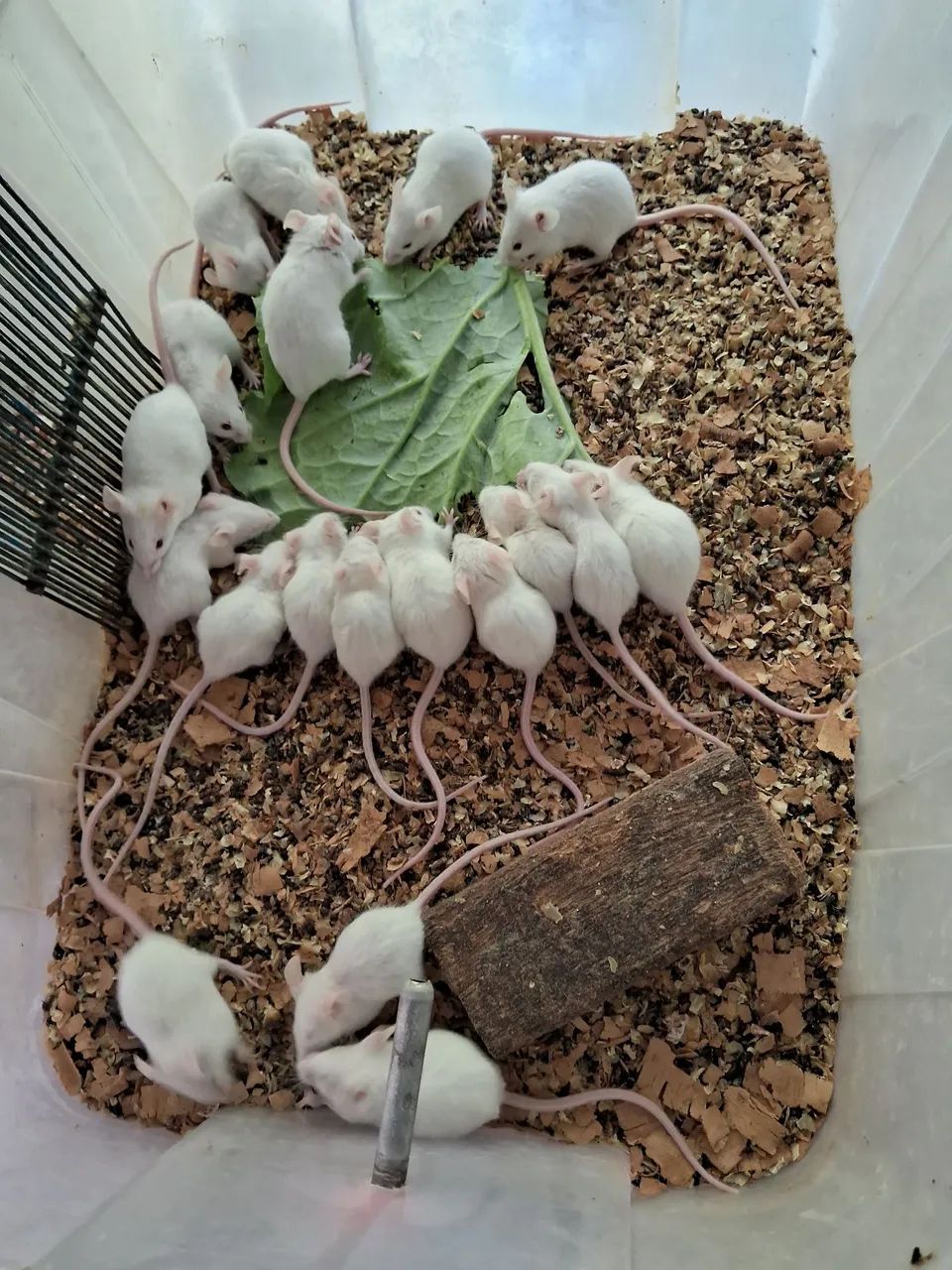 A3M- Neonatos e Camundongos ( leia a descrição do anúncio)