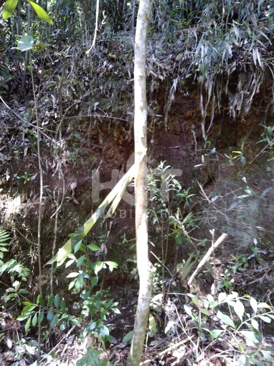Terreno para vender em Rancho Queimado, com 20.000m², Santa Catarina - Foto 5