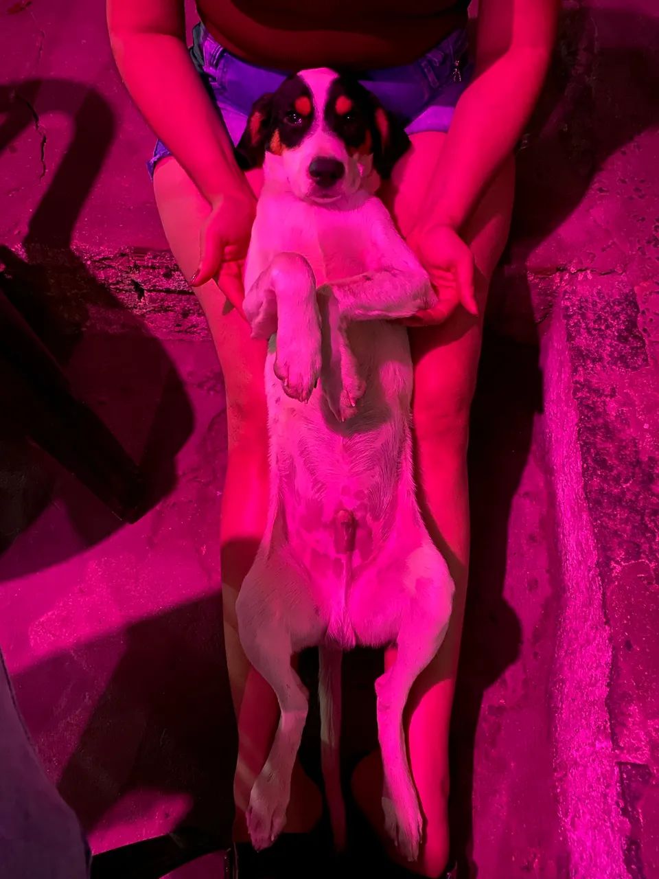 Adote esse nenê! - Foto 5