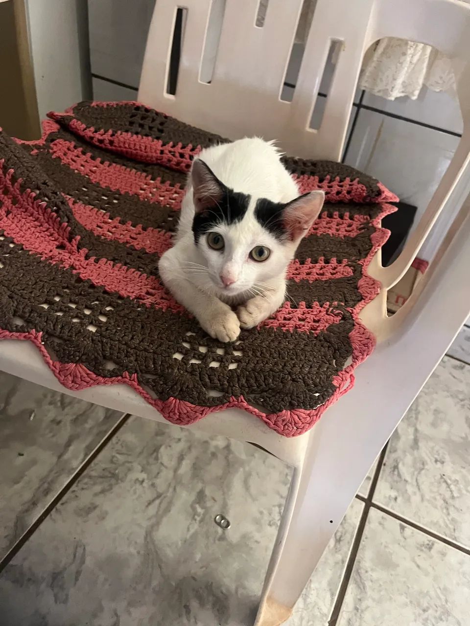 Doação de gatinha  - Foto 3
