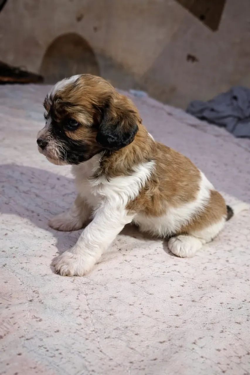 Filhote de Shitzu com poodle