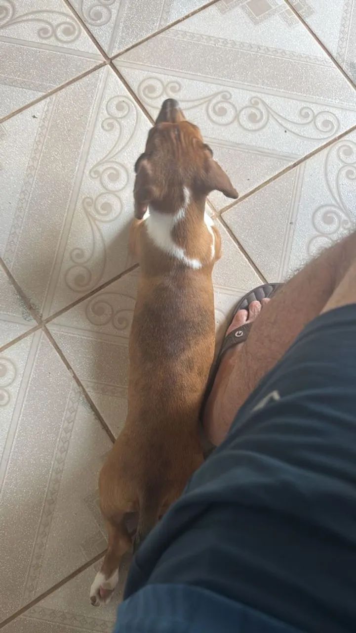 Cofape femea 5 meses  - Foto 2