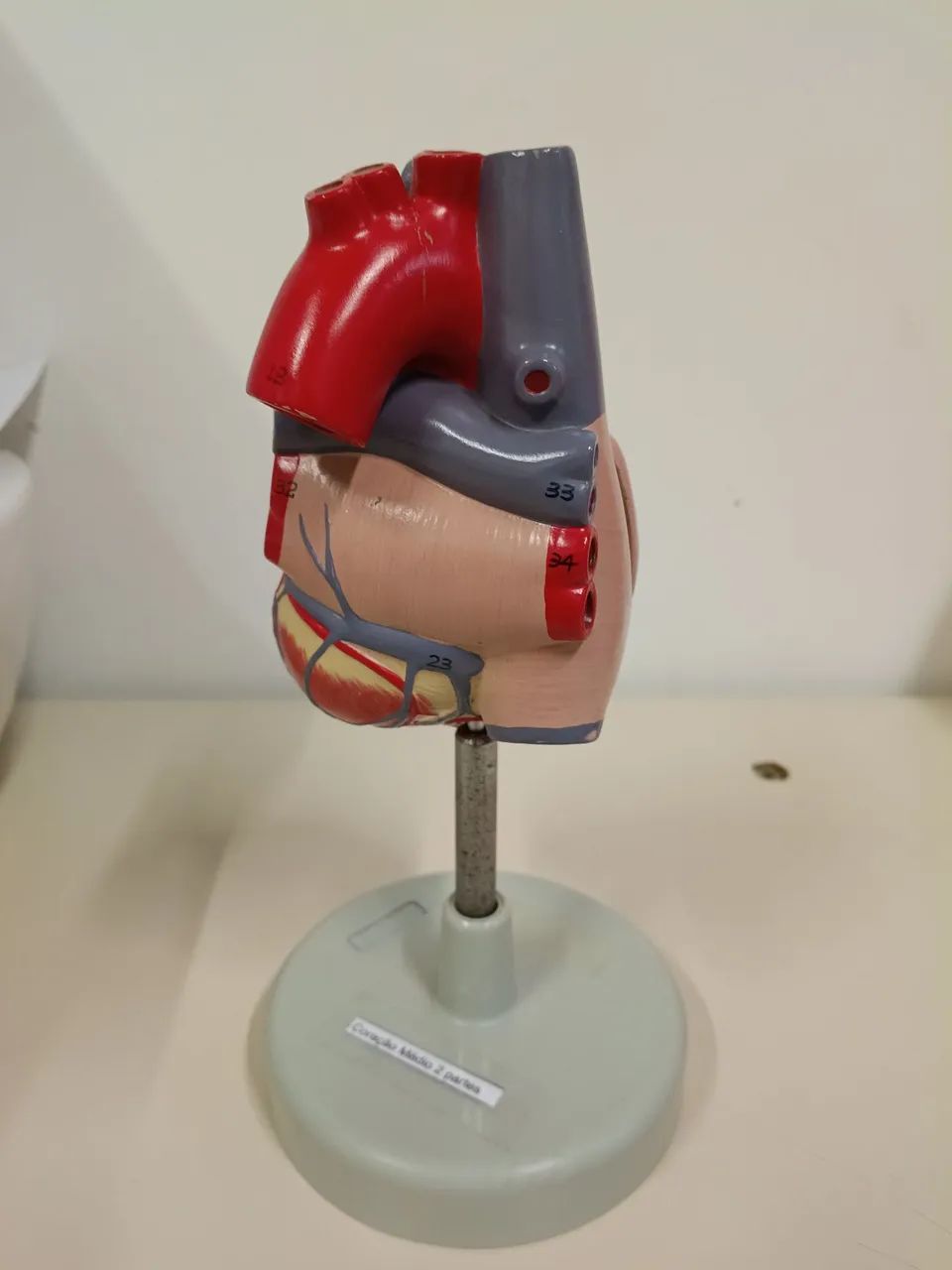 Modelo anatômico de coração  - Foto 2