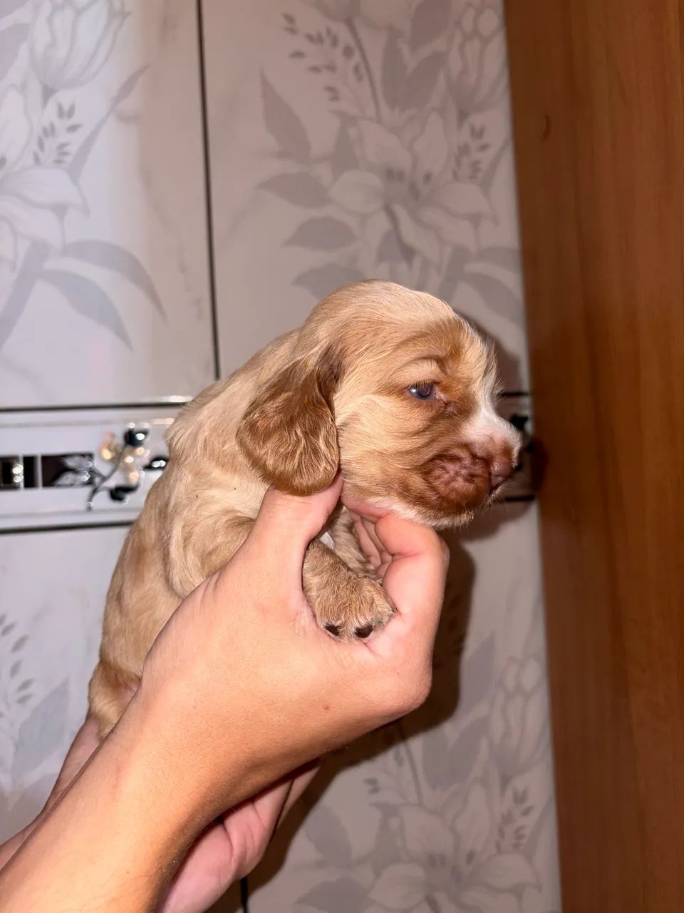 Cocker Spaniel Inglês 