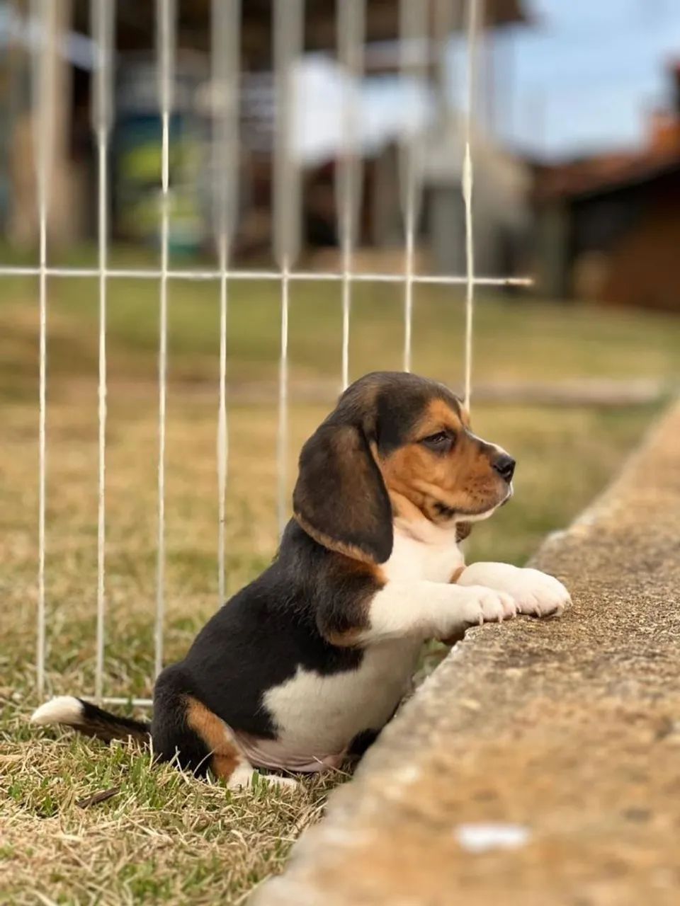 BEAGLES PERFEITOS