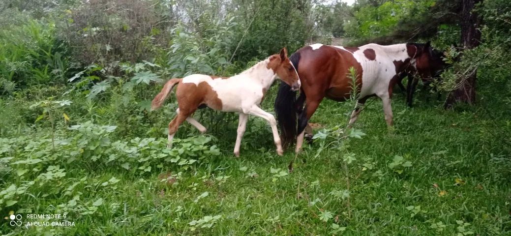 Égua pampa manga larga prenha.