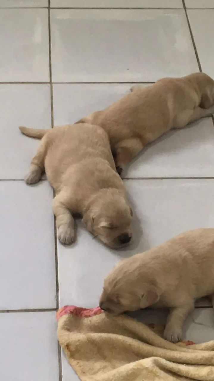 Golden retriever - Foto 3