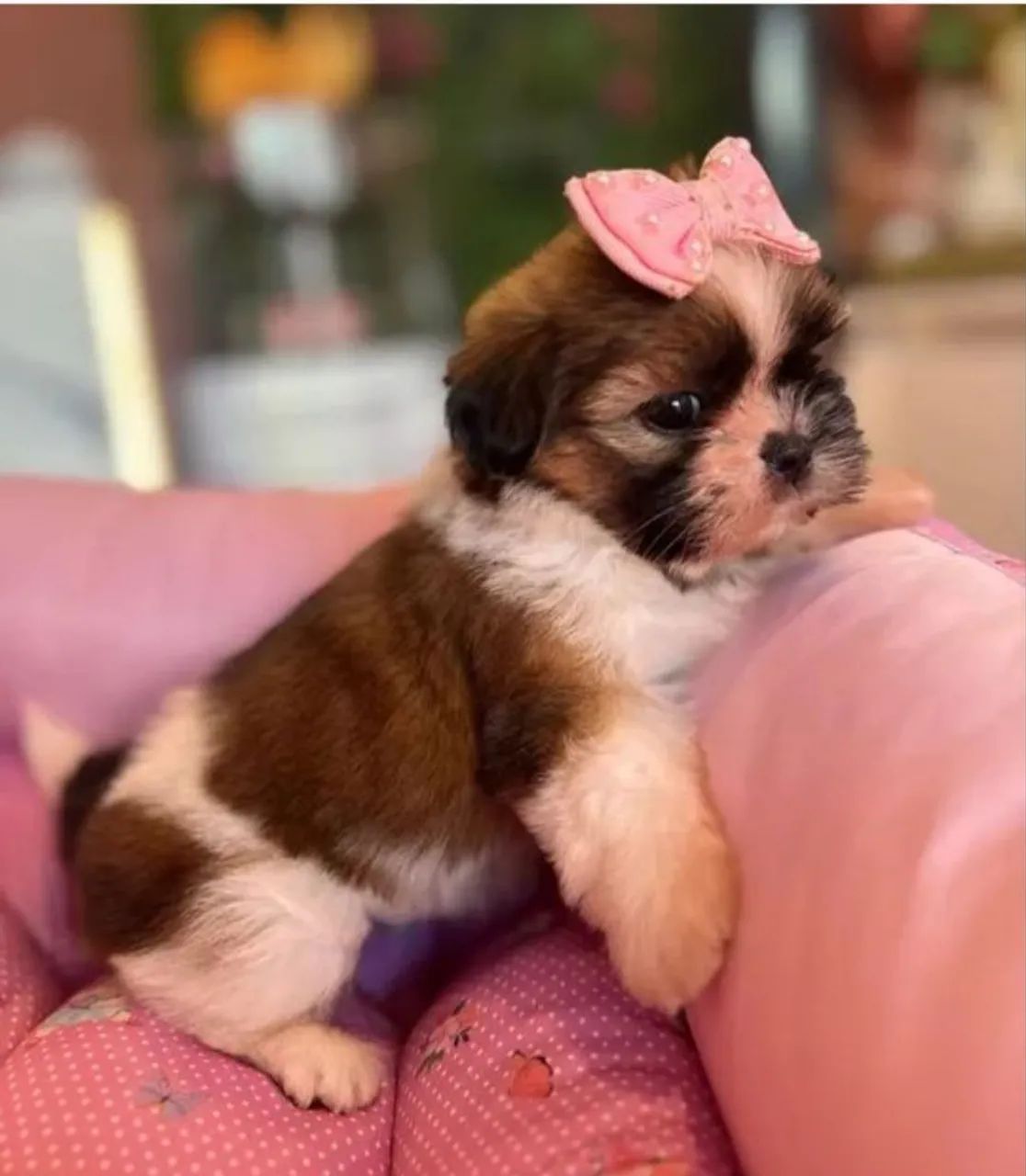 Shih-tzu com pedigree  - Foto 3