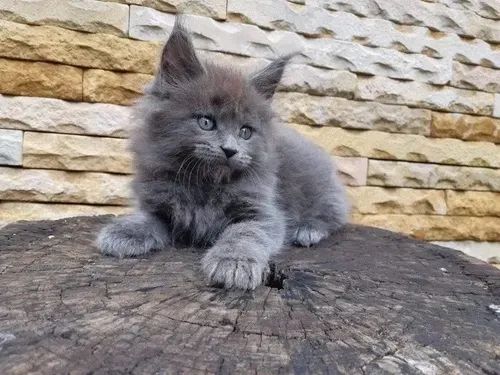Maine coon gato gigante 