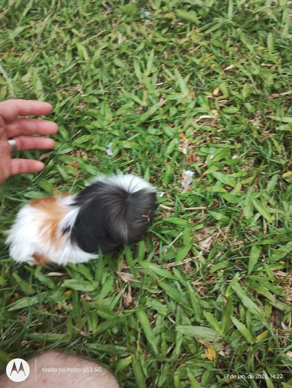 Porquinhos da india  - Foto 5