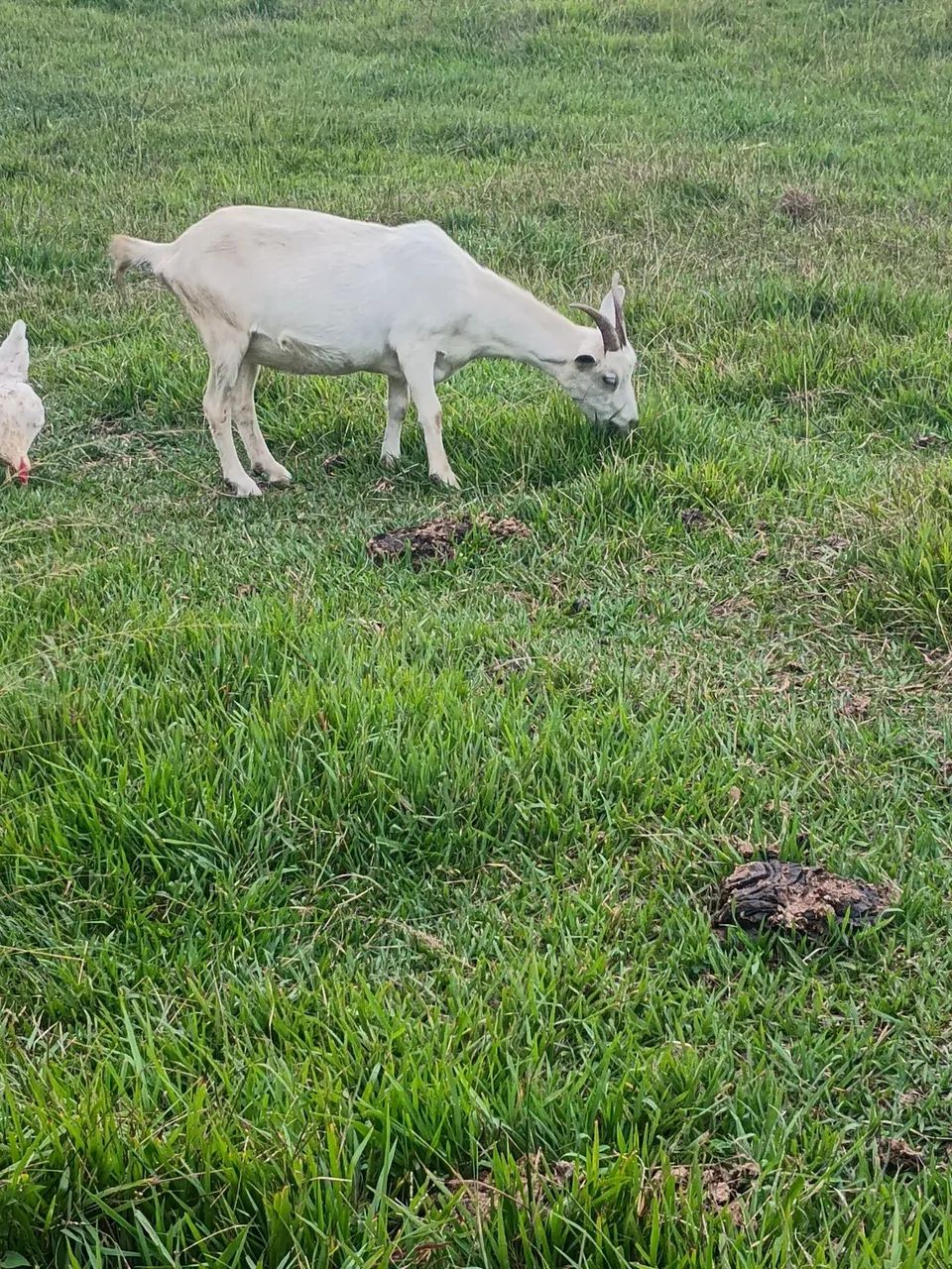 Cabras - Foto 6