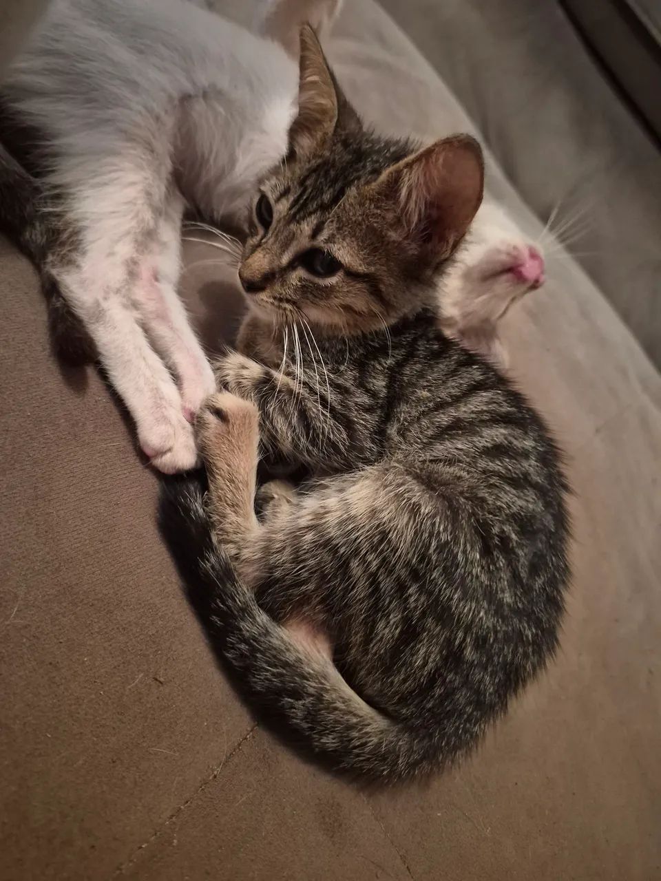Gatinhas para adoçao - Foto 4