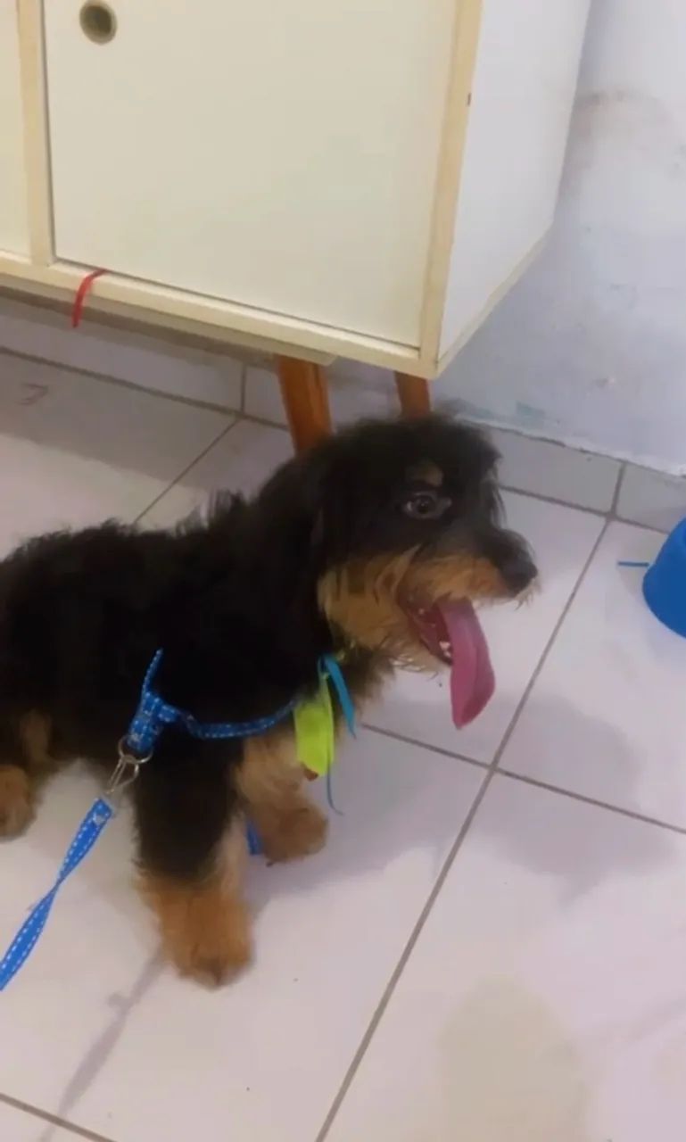 Doação responsável  - Foto 3