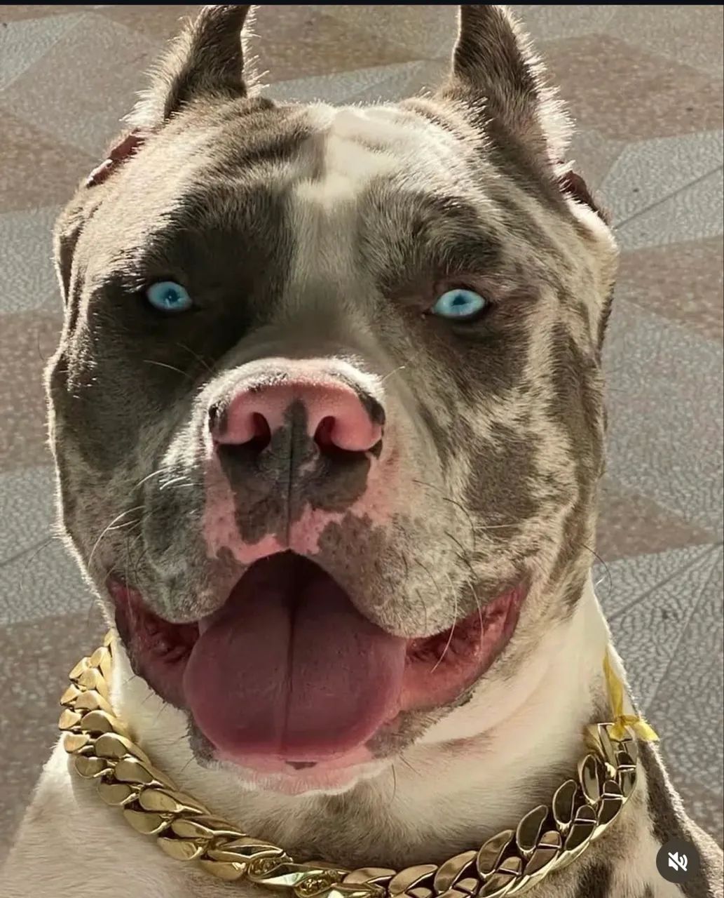 Américan bully puro  - Foto 4