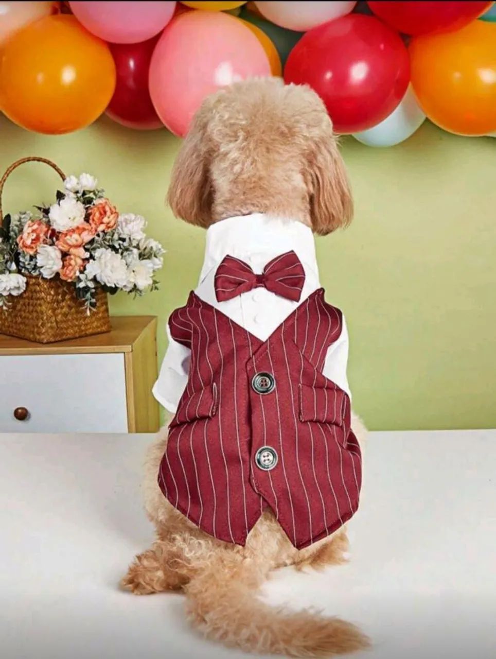 Roupinha pet  - Foto 2