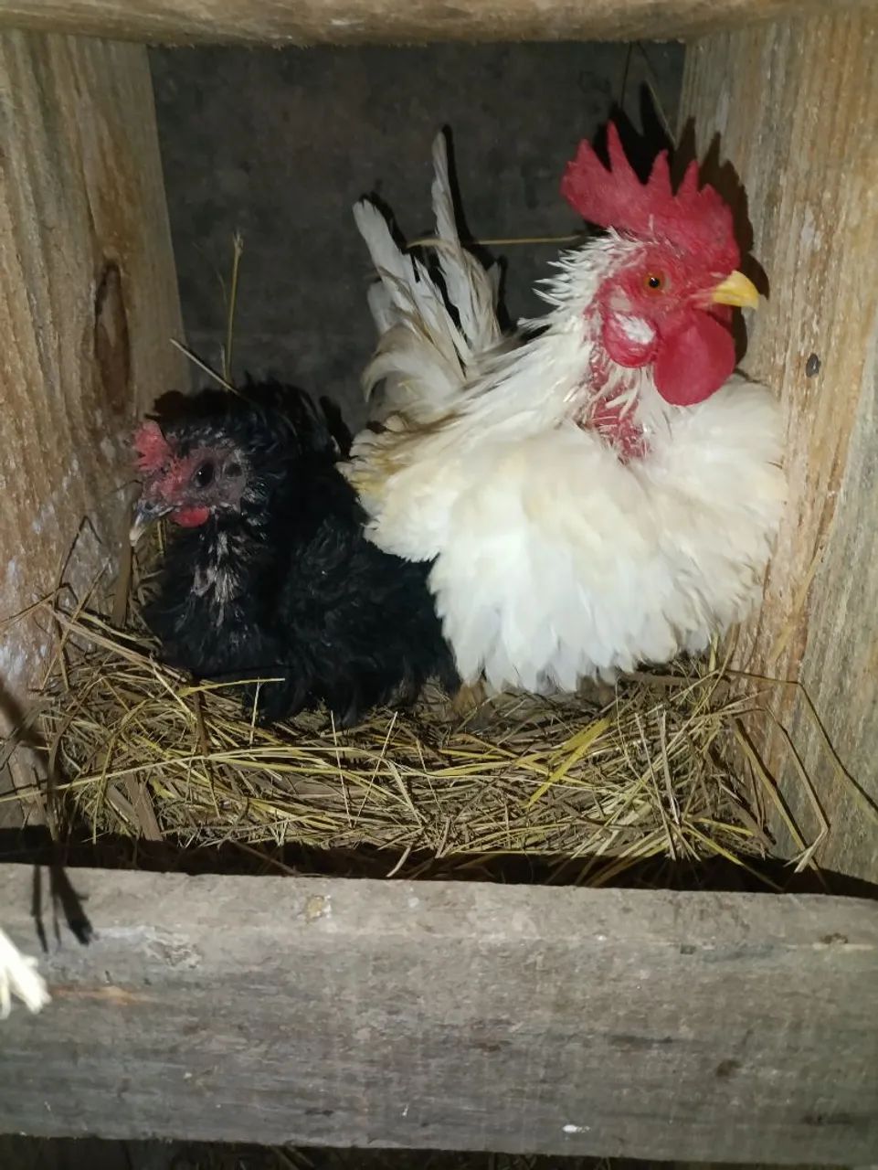 Casais de mini Garnizés  - Foto 4